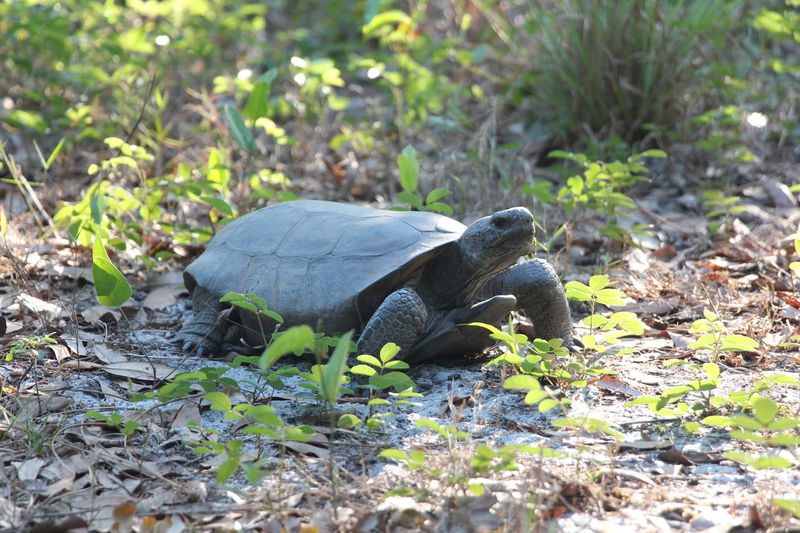 Wildlife That Makes the Walk Worth Every Step