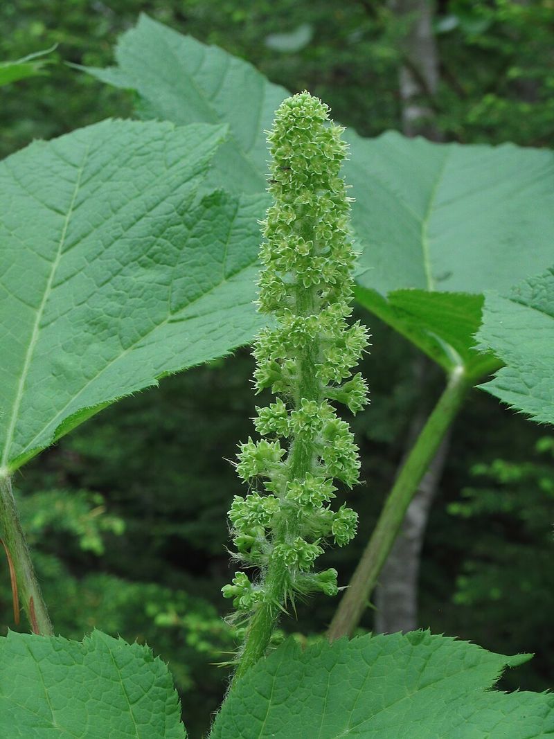 Devil's Club (Oplopanax horridus)