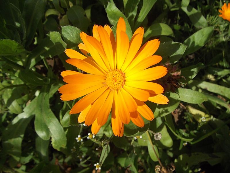 Marigolds – Excellent for pest control and constant summer color