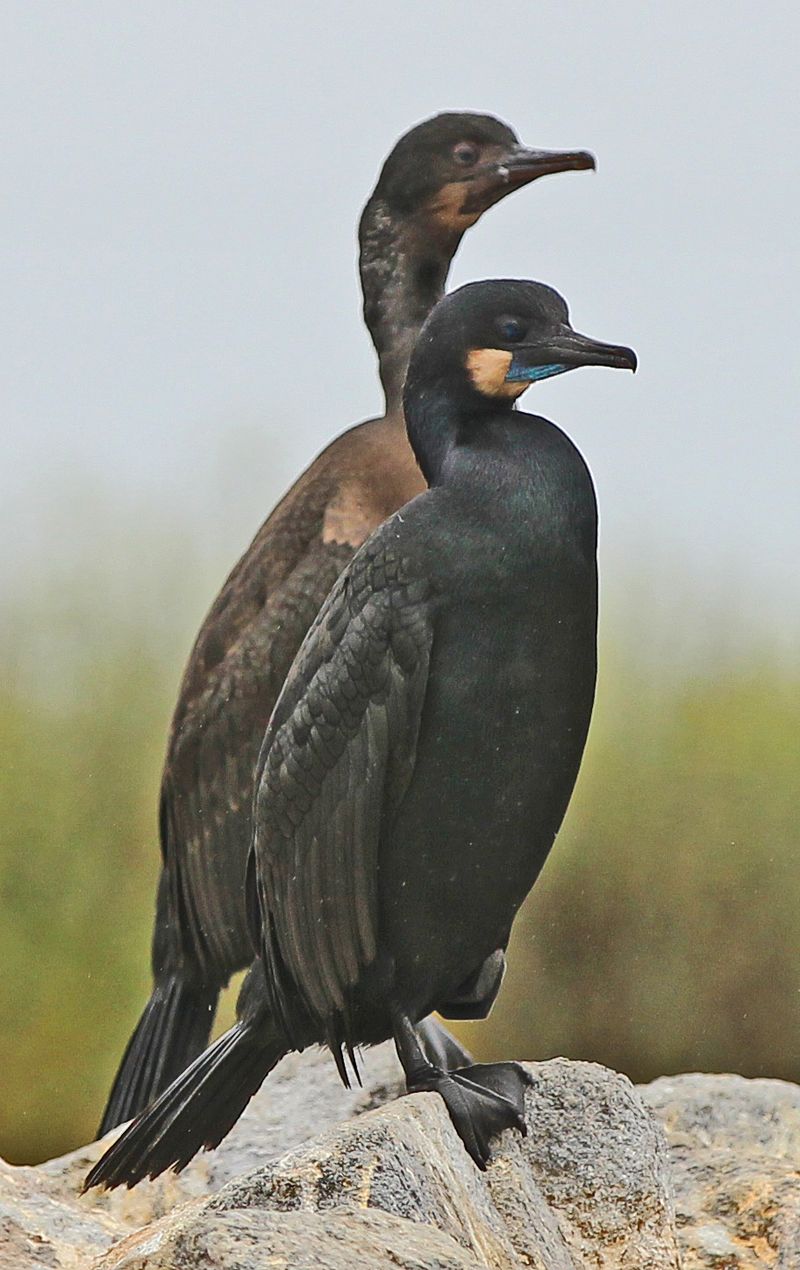 Seabirds Beyond Puffins: A Full Colony Above the Waterline