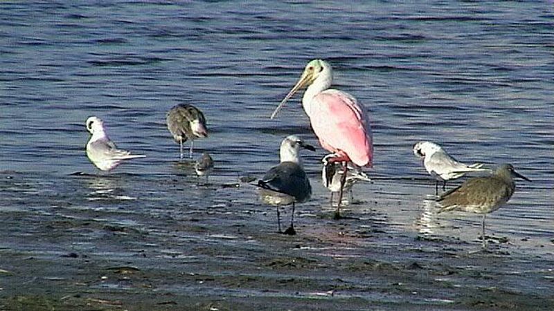 Wildlife and Birding on the Island