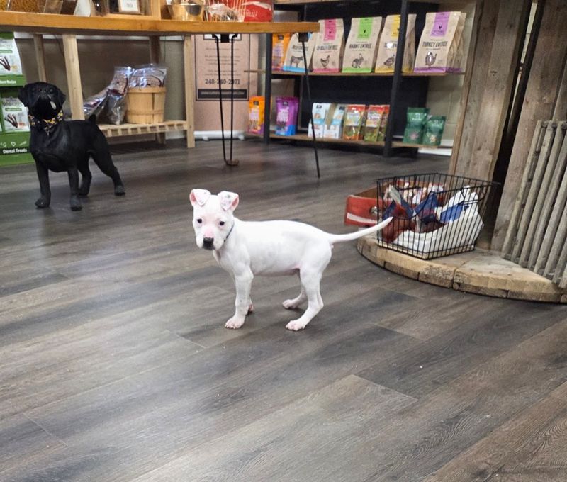 Prices That Do Not Punish You for Caring About Quality