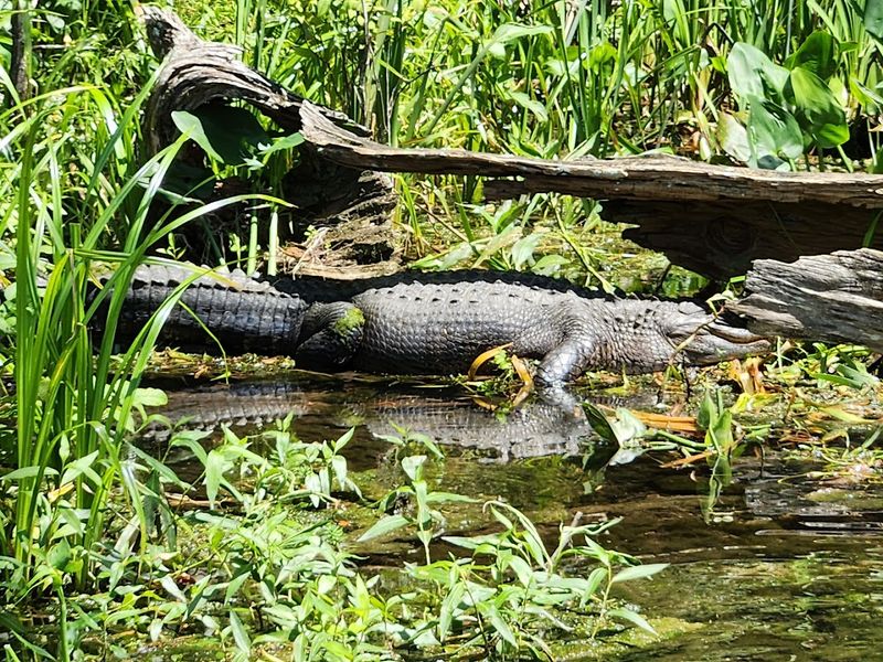 Wildlife That Needs No Introduction