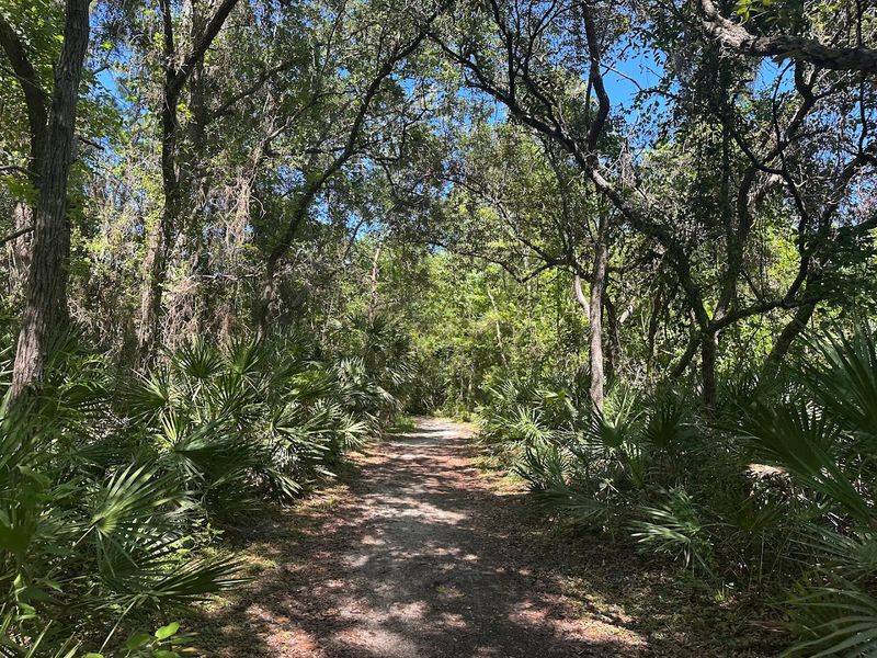 Flora Along the Path: A Living Florida Ecosystem