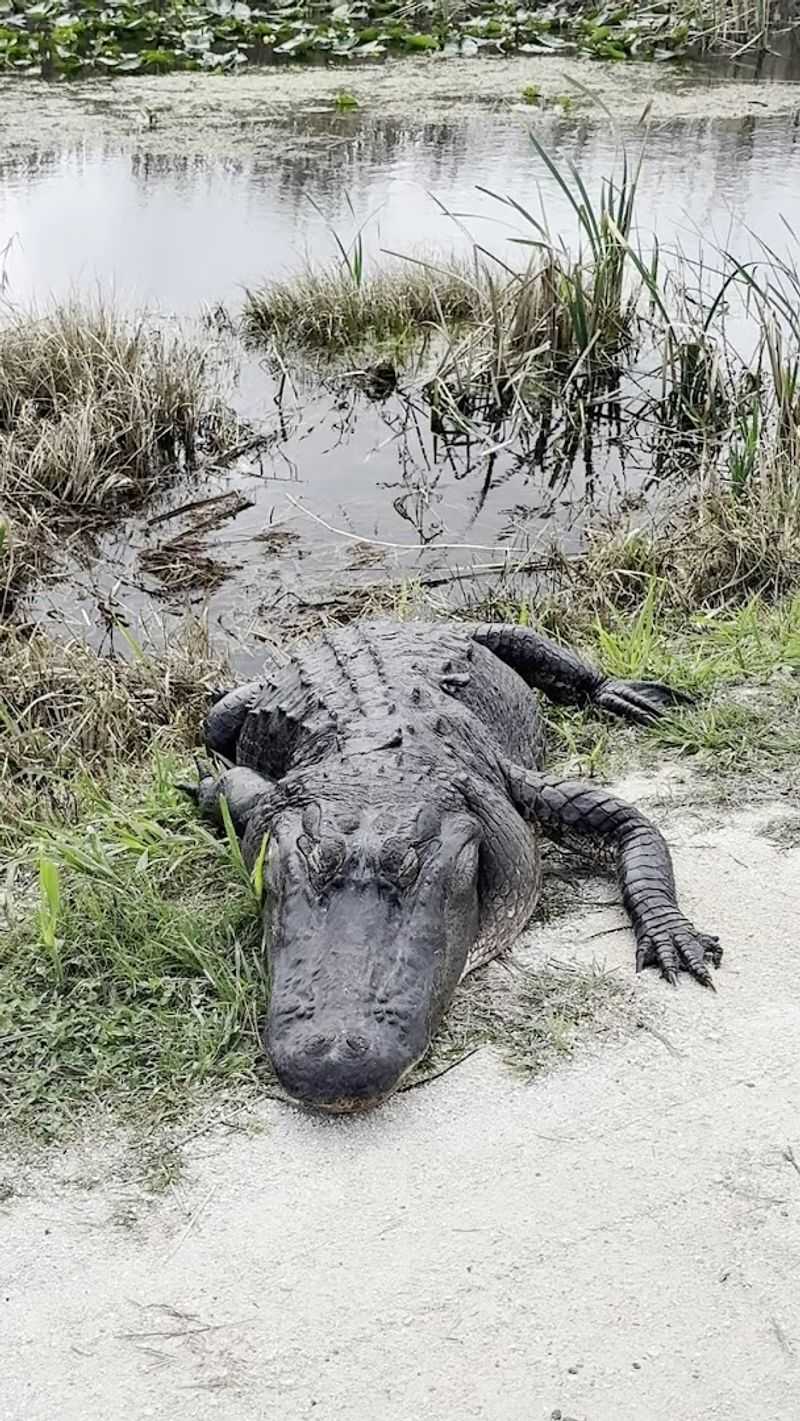 Alligators Everywhere You Look