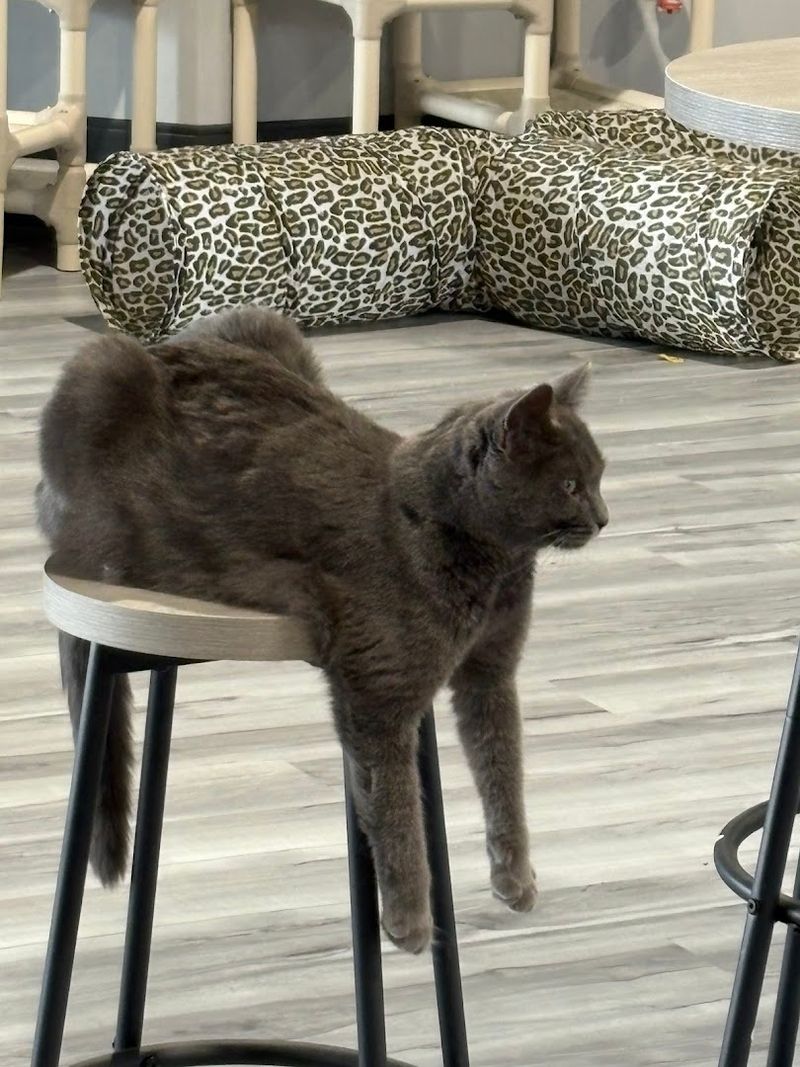 A Bigger Home After a Big Leap