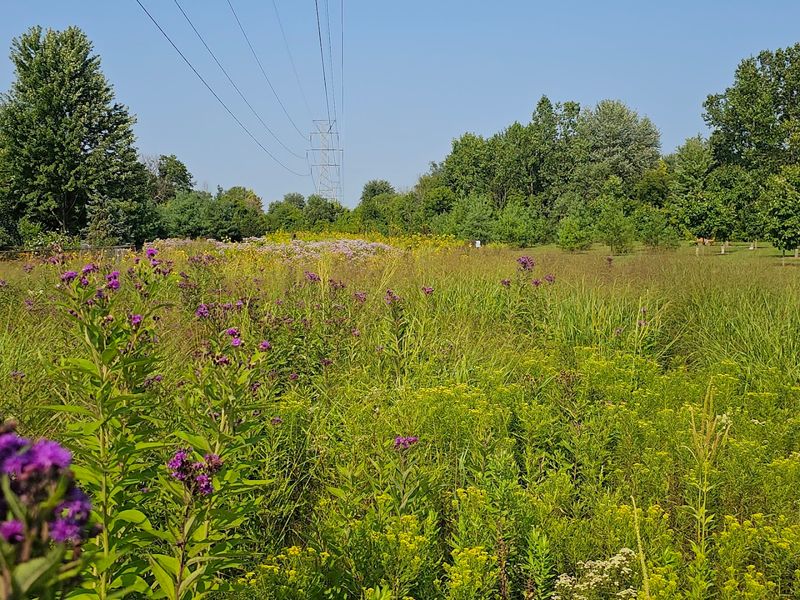 A Prairie Reconstructed from Scratch
