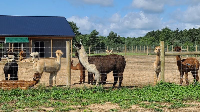 Meet Lucy, the One and Only Llama on the Property