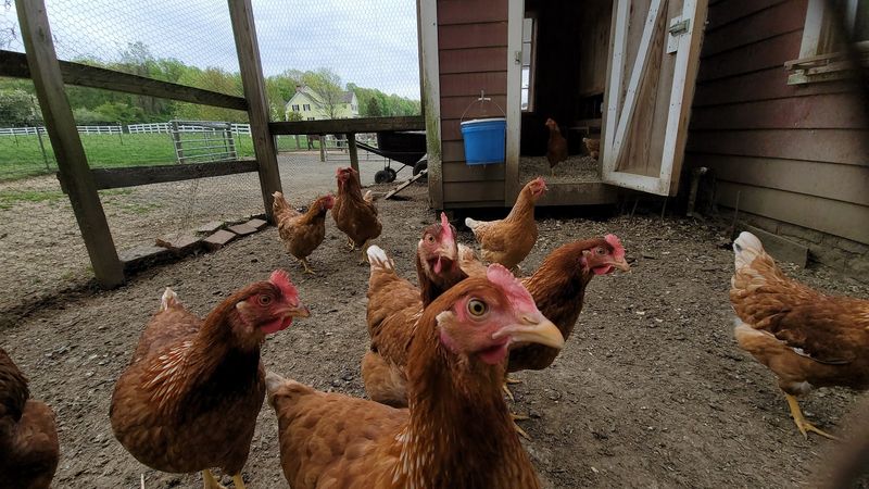 Other Animals Sharing the Property