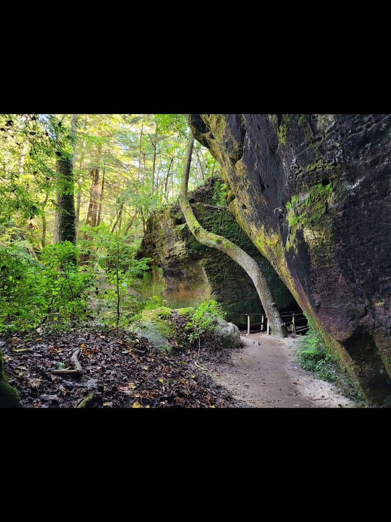 The Bioluminescent Glowworms That Steal the Show