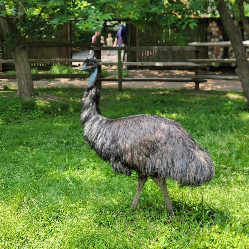 The Australian Walkabout: Where Humans Are the Ones Confined