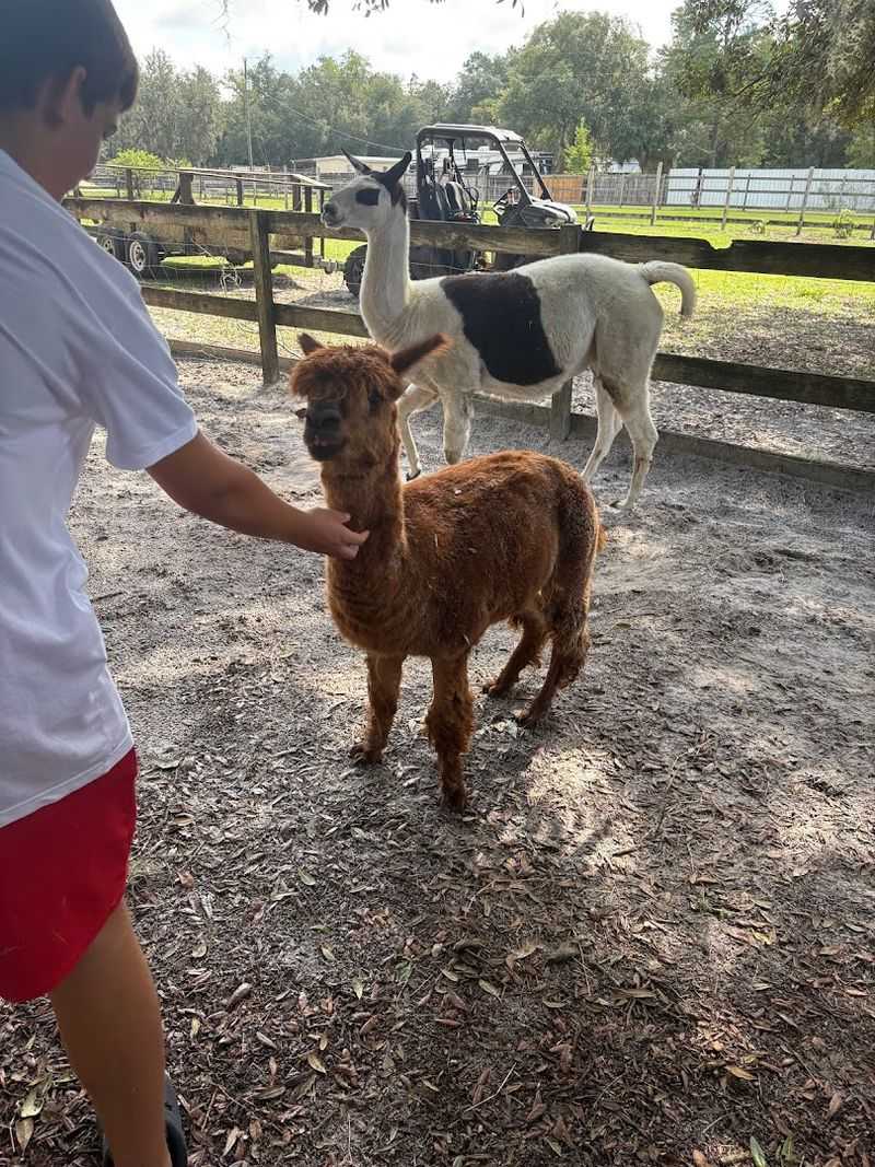 Noelle the Alpaca: The Farm's Biggest Personality