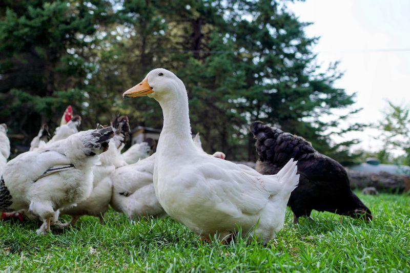 Fresh Produce Worth Pulling Over For