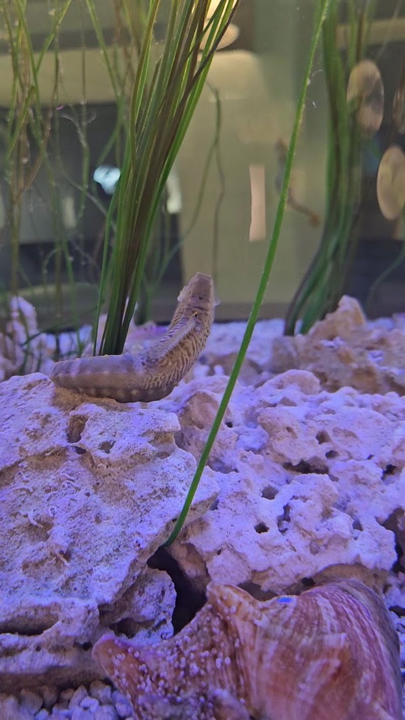 Touch Tanks: Hands-On Learning That Kids and Adults Both Love