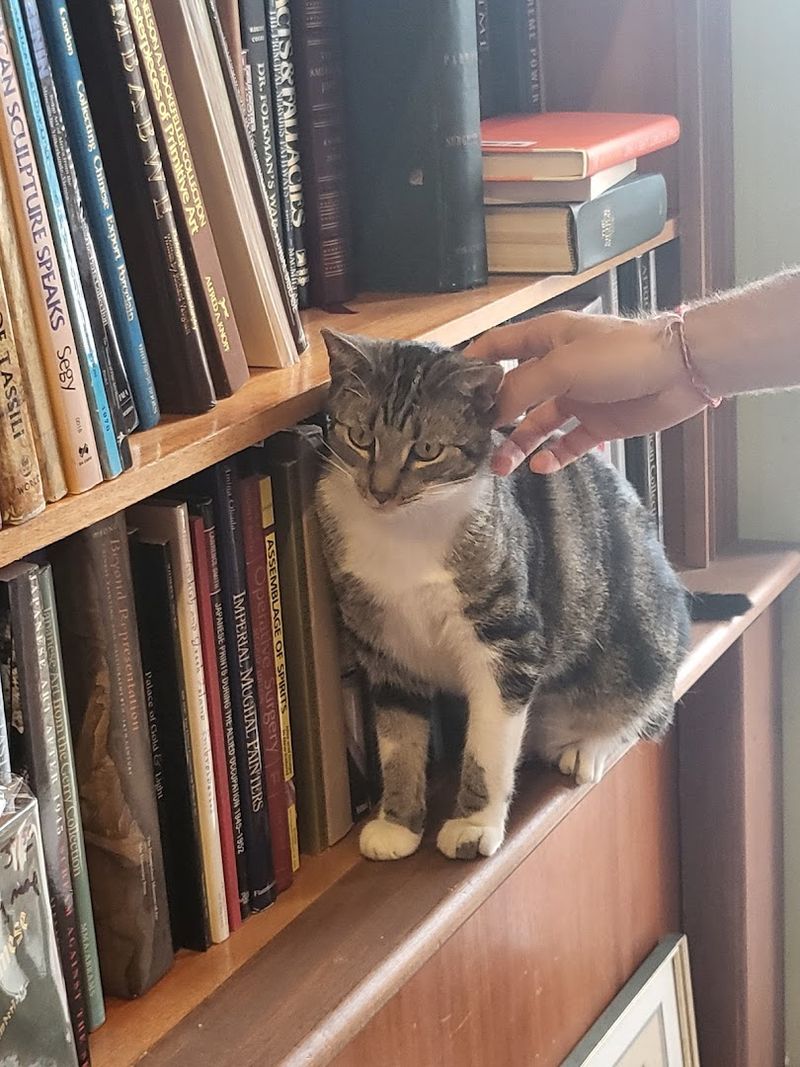 Peter the Shop Cat and His Daily Duties