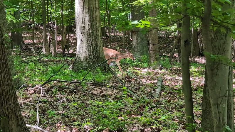 Wildlife Sightings on the Trail