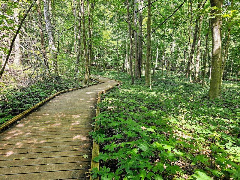 Miles of Woodland Trails on the Other Side of the Road