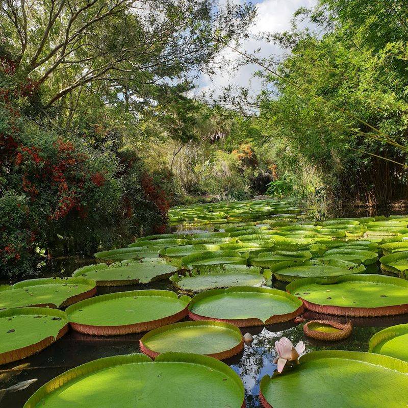 Giant Water Lilies: Nature's Most Dramatic Floating Display