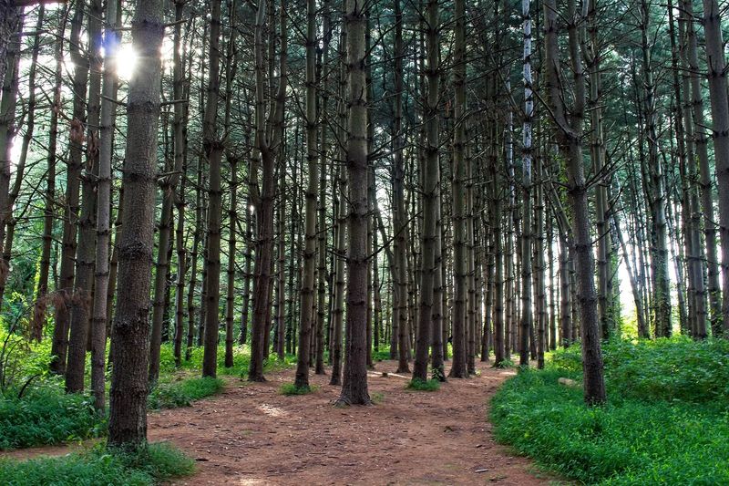 Hellyer Woods and the Pine Forest