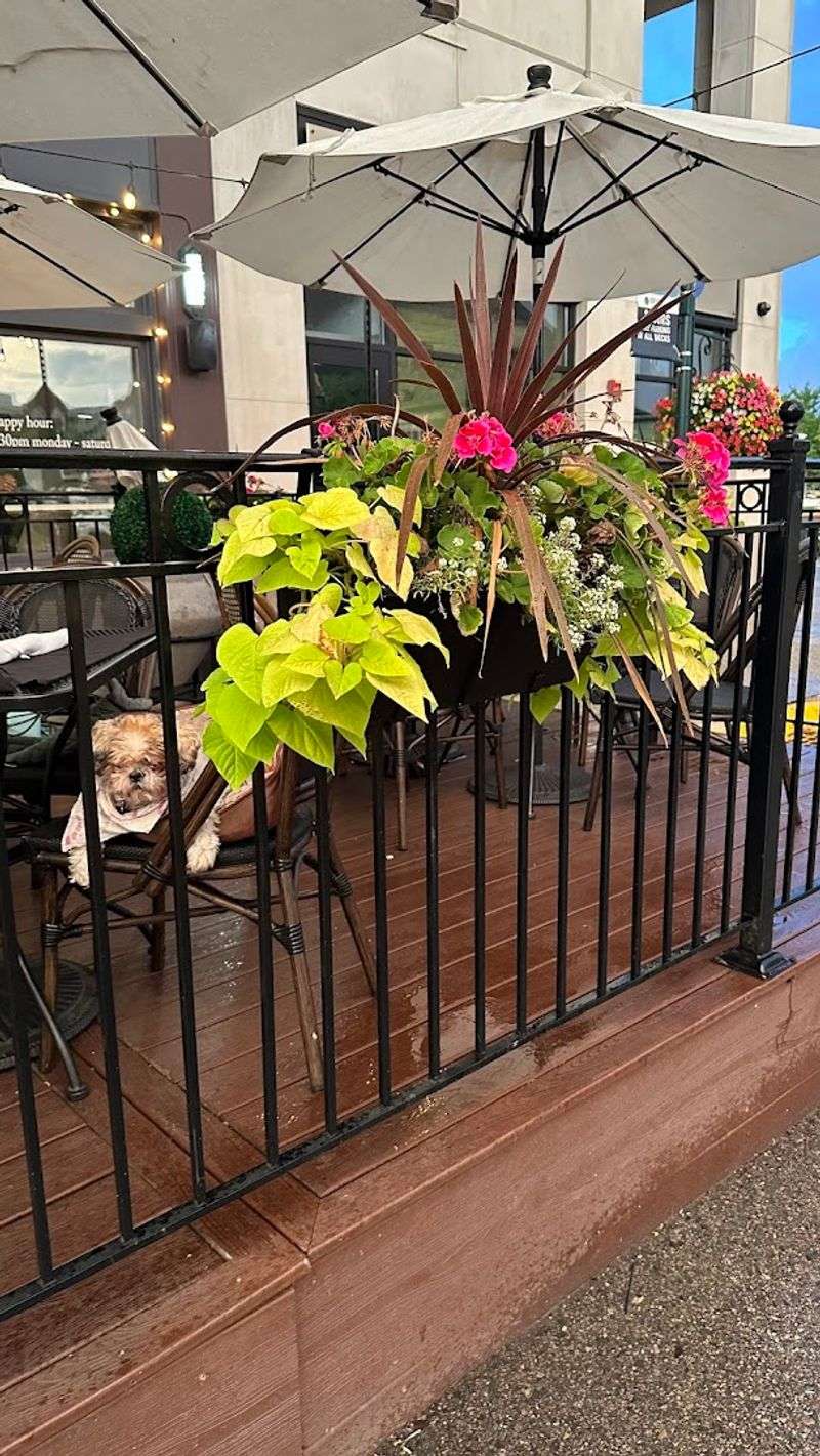 The Patio, the Dog-Friendly Policy, and the Outdoor Vibe