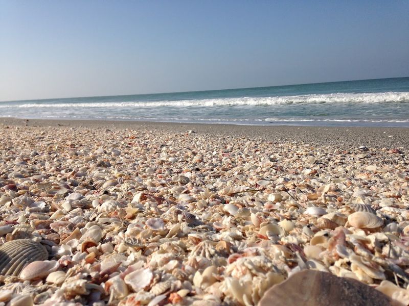 Shell Collecting: A Serious Island Pastime