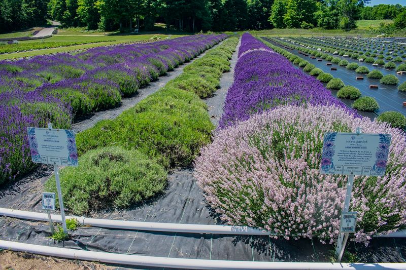 U-Pick Lavender and the Joy of Cutting Your Own Bouquet