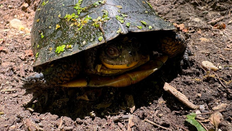 Wildlife Watching Worth Waking Up Early For
