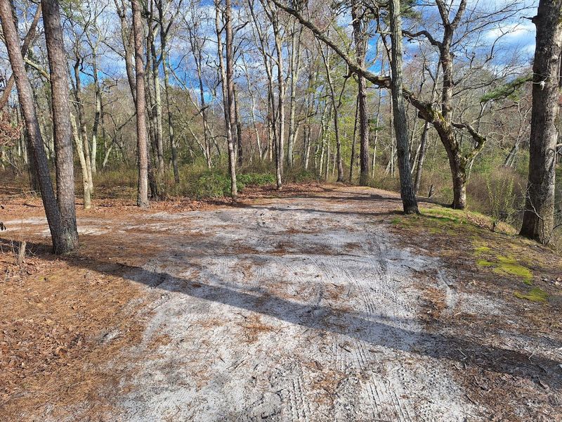 A Forest Built From More Than Just Pines