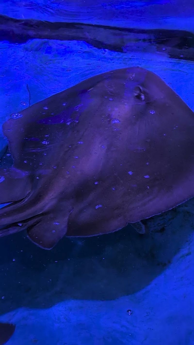 Animal Interactions and Add-On Experiences