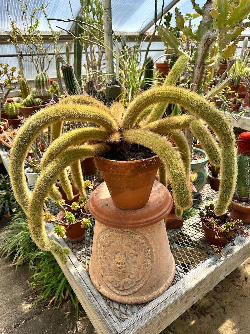 The Greenhouse Full of Cacti