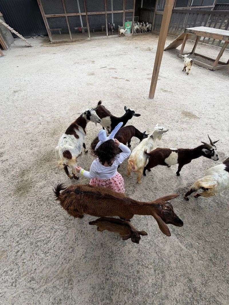 Seasonal Events That Transform the Farm