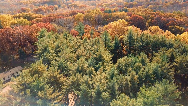 30 Acres of Woodland and What You Can Do With Them