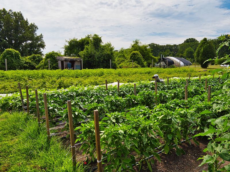 Fresh Local Produce and the Farm Connection