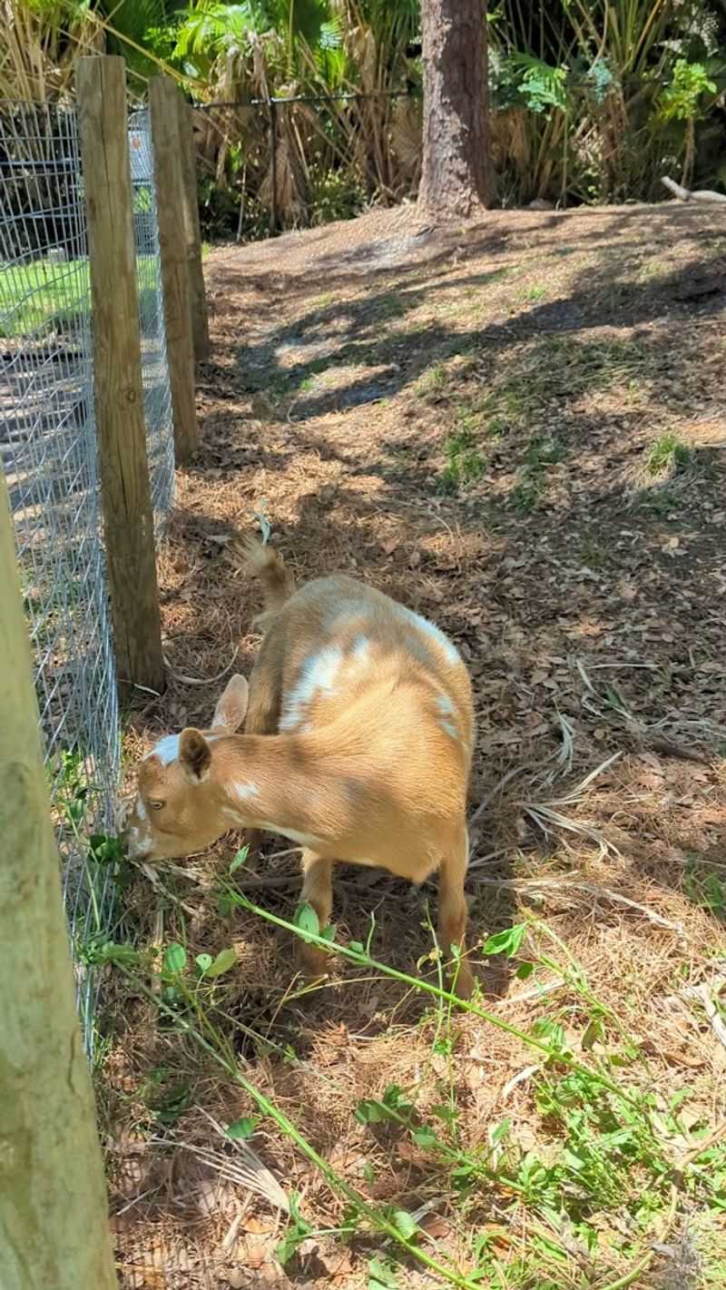 Farm Animals at the Petting Zoo