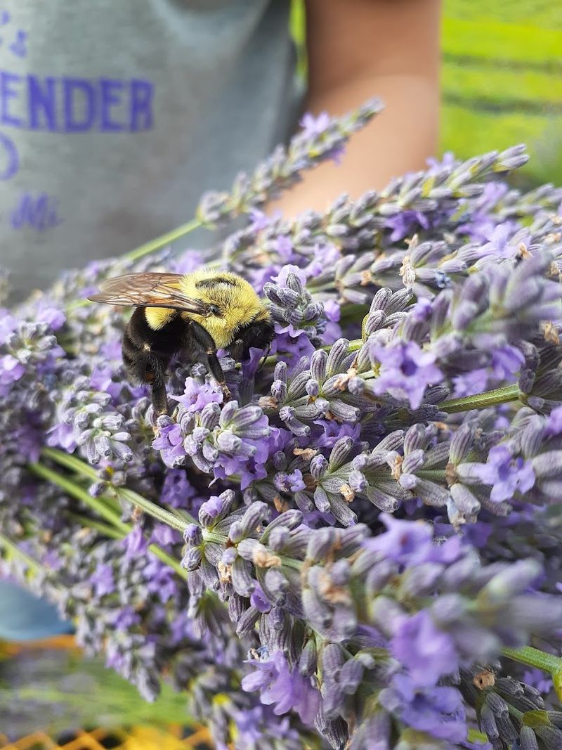 Growing Your Own Lavender: What Wendi Can Teach You