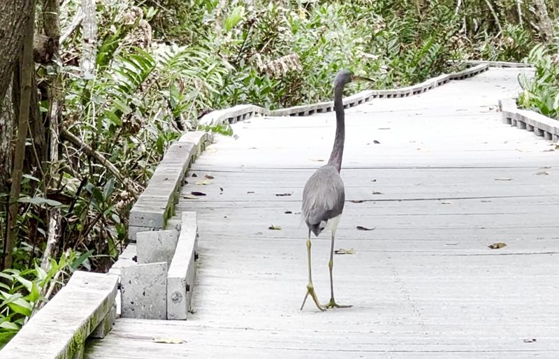 Wildlife Encounters Along the Trail