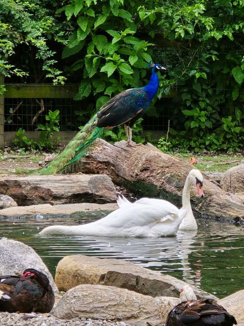 A Garden with a Waterfall on the Grounds