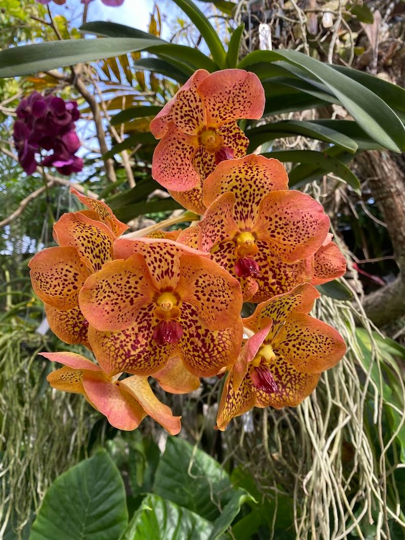 The Orchid Collection: A Display That Earns Its Reputation