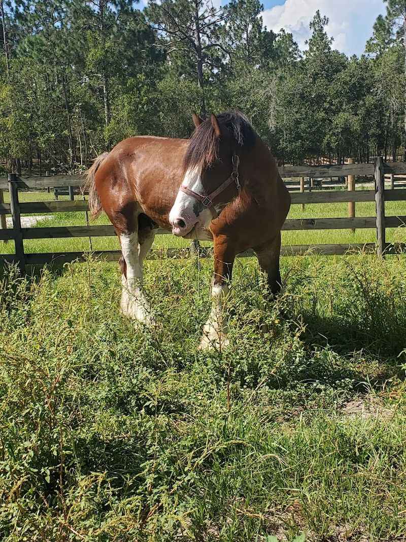 The Farm Setting and Old Florida Atmosphere