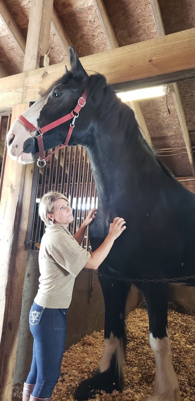 A Breed With Centuries of History