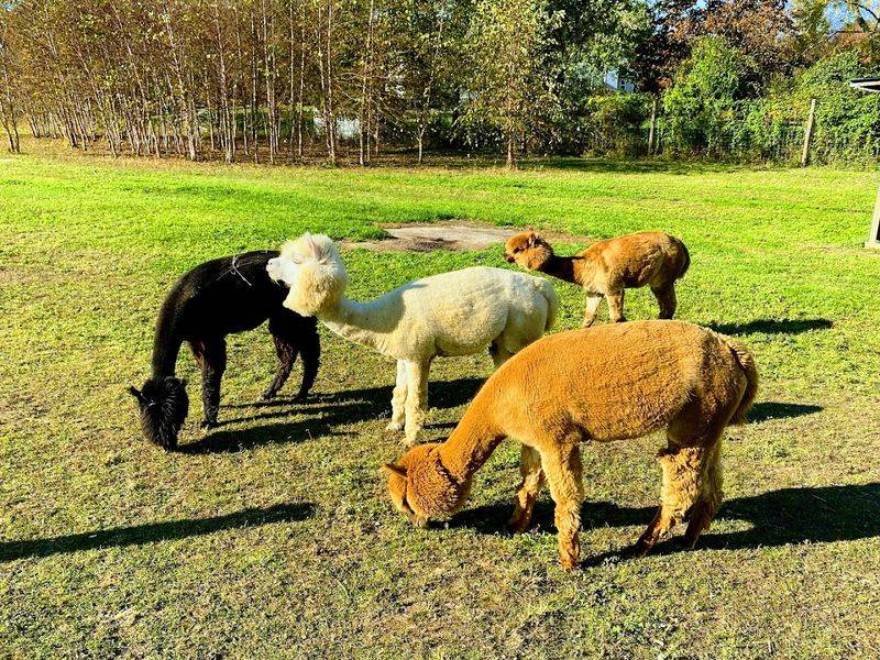 Meeting the Farm Animals