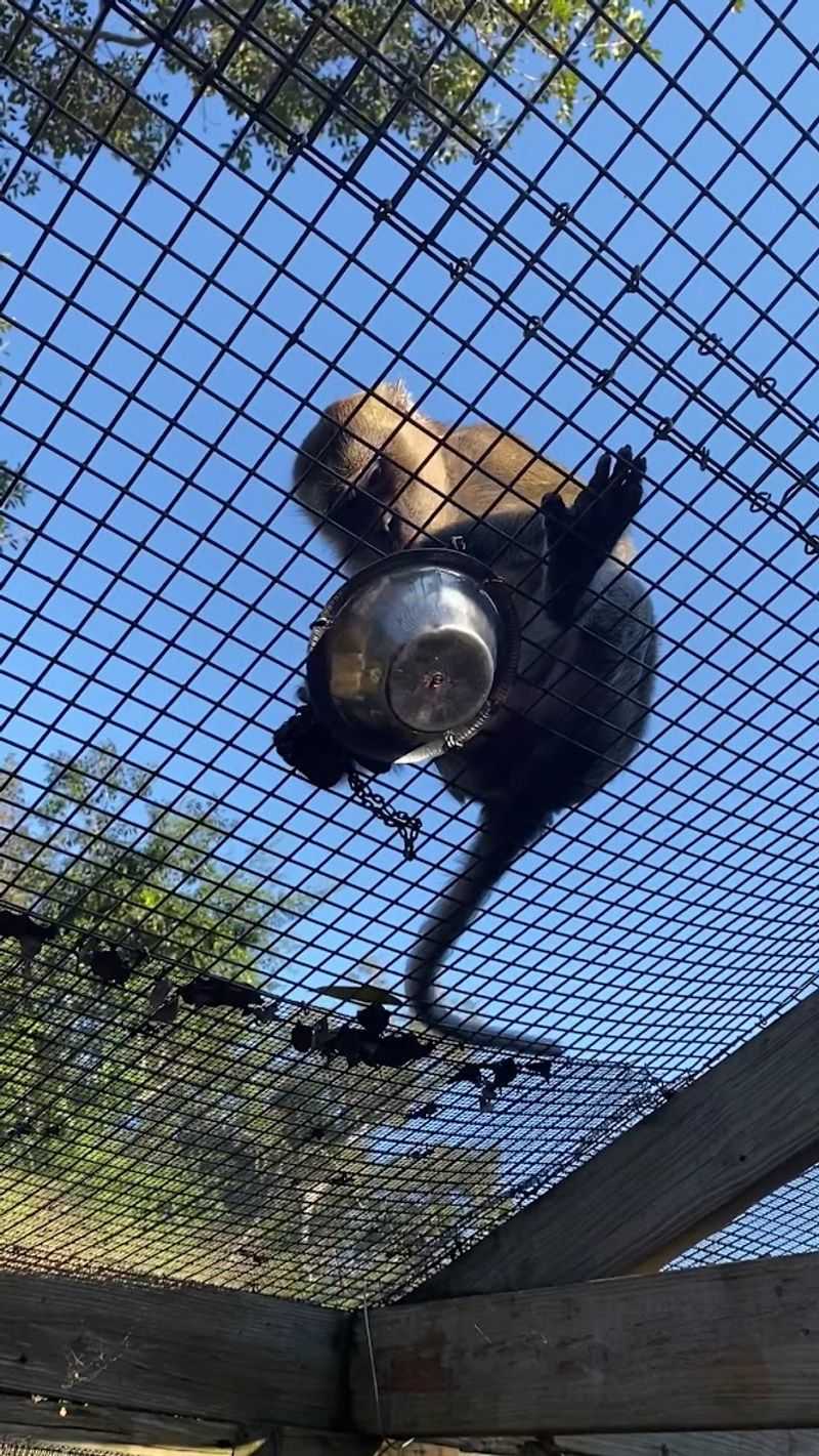 The Famous Bucket-and-Chain Feeding Experience