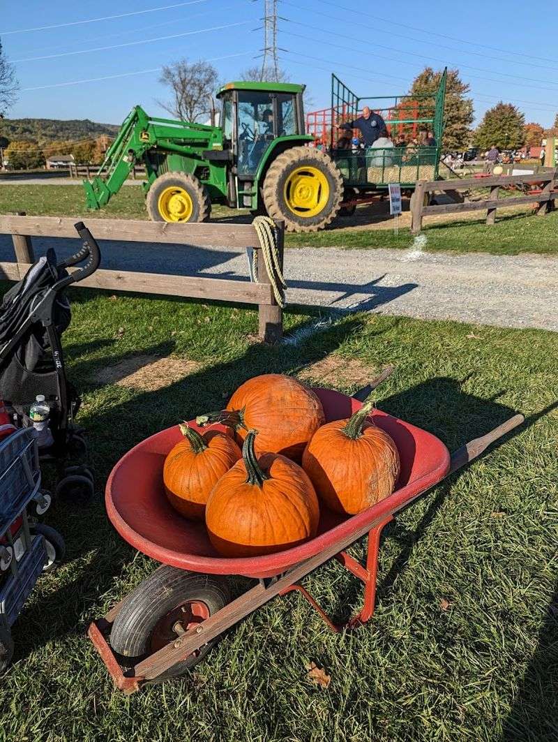 Pumpkin Picking and the Hayride Experience