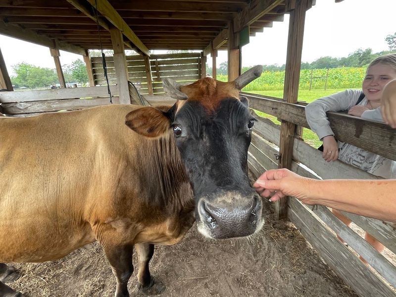 Farm Animals That Steal the Show