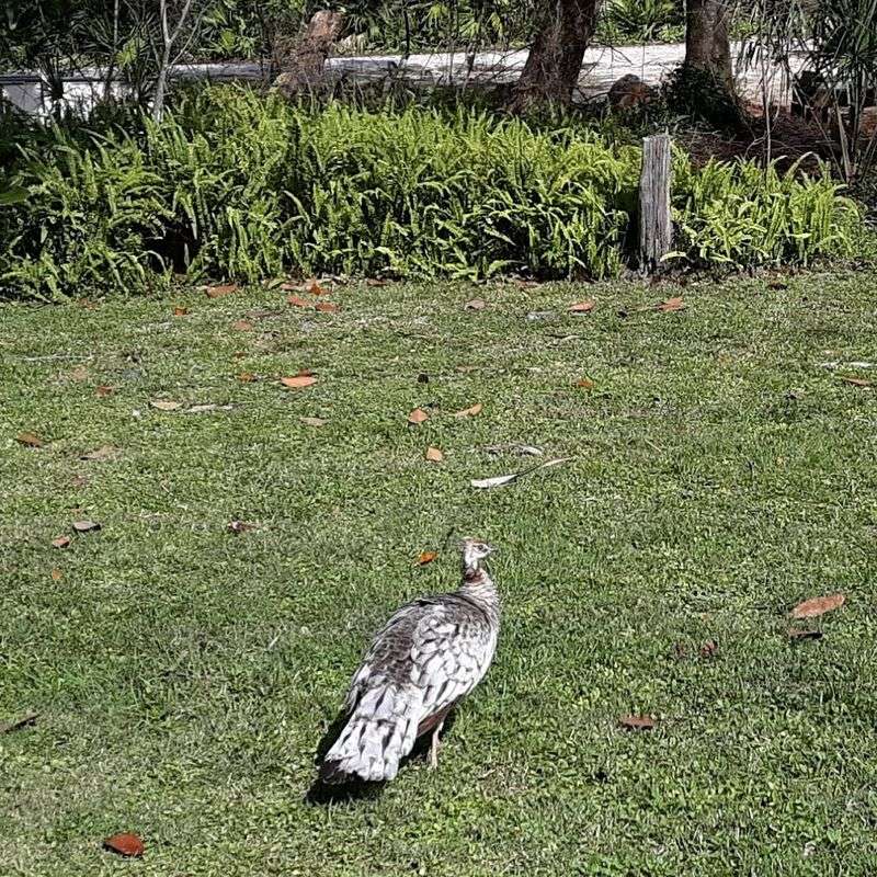 Wildlife That Does Not Need a Reservation