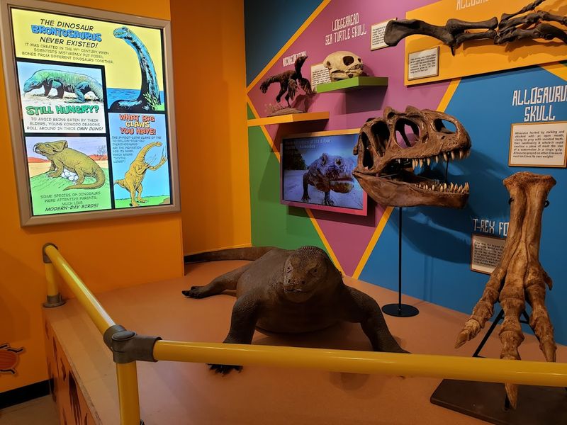 Rare Animal Skeletons and Natural Oddities