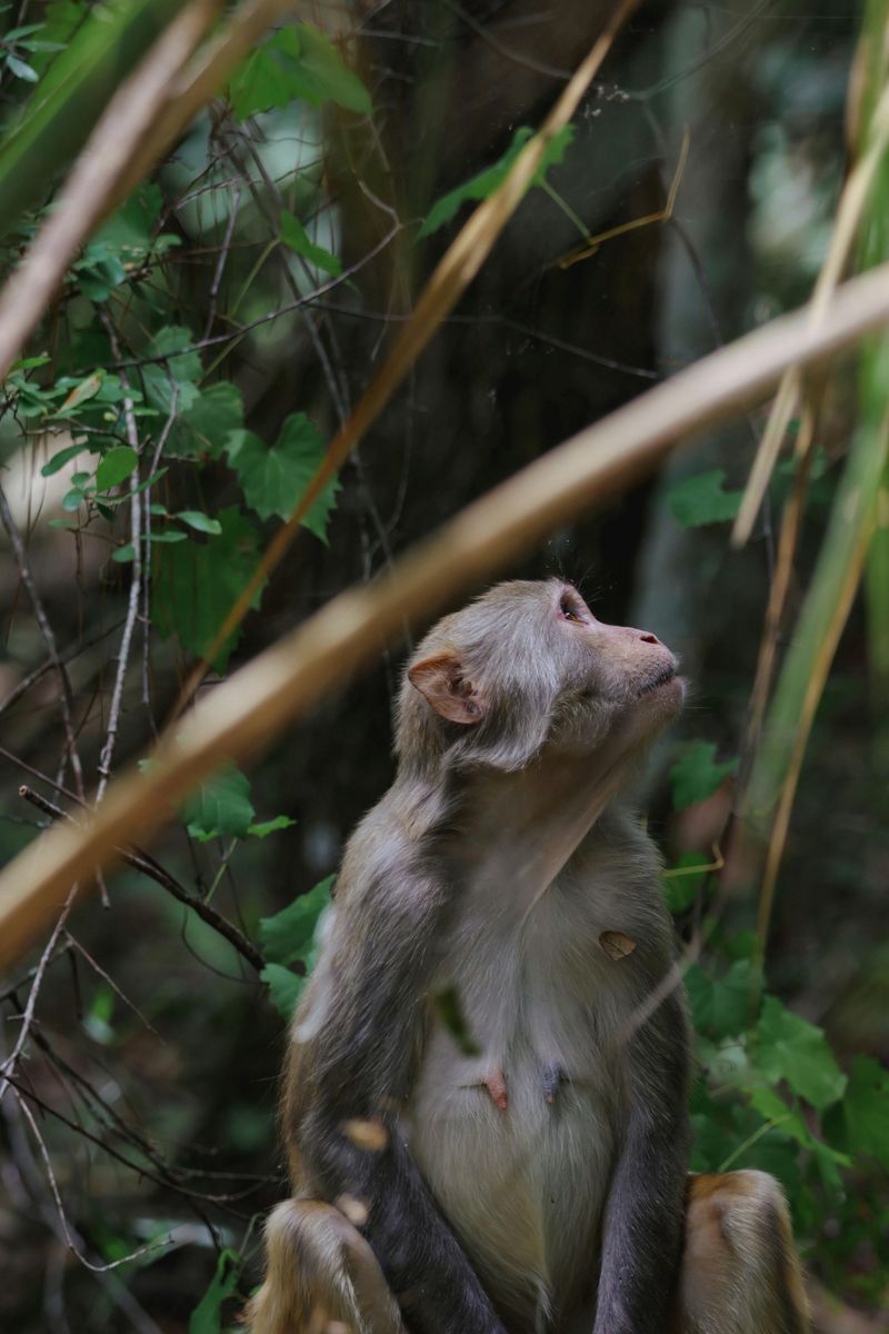 The Wild Monkeys of Silver Springs