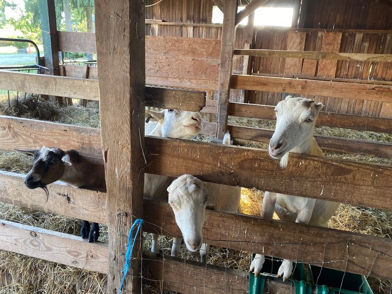 Goats, Calves, and the Appeal of Feeding the Animals