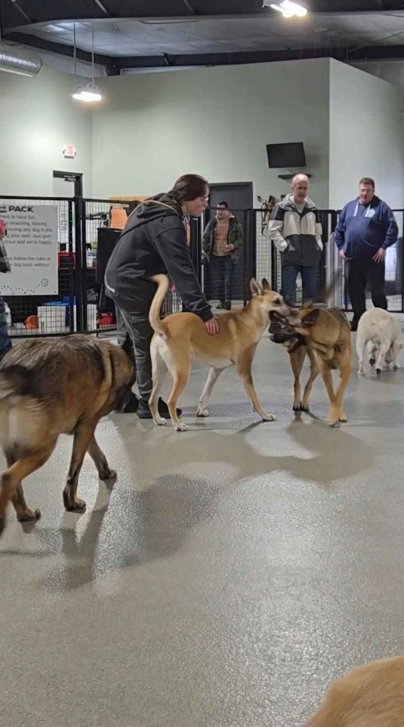 How the Staff Handles Dog Safety and Behavior