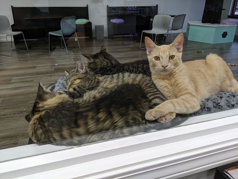 Adopting a Cat Through the Café